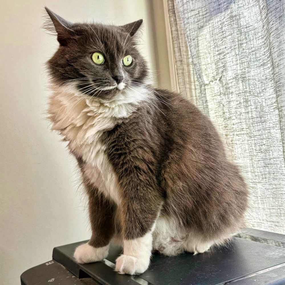 A gray and white cat sits on a black surface, gazing attentively. The cat has bright green eyes and a fluffy coat, with sunlight illuminating its fur against a backdrop of sheer curtains.
