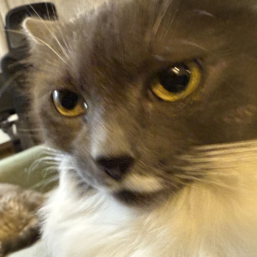 Closeup of a gray and white cat 