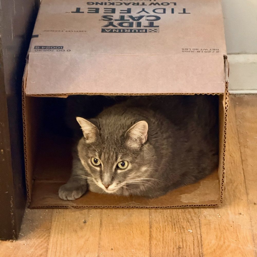 A gray cat is sitting inside a cardboard box with a cut-out opening, looking out. The box is labeled "Purina Tidy Cats" and sits on a wooden floor.