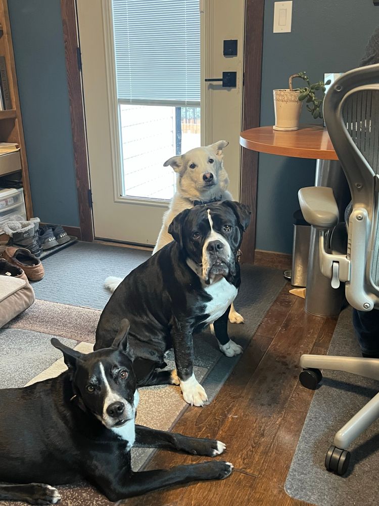Three dogs lined up in a room. The first dog is black with white stripe on his nose and chest, the second is a back bulldog mix also with a white nose strip and chest who is sitting up and the last is a fluffy white dog sitting tall and waiting to be rewarded for his good sit