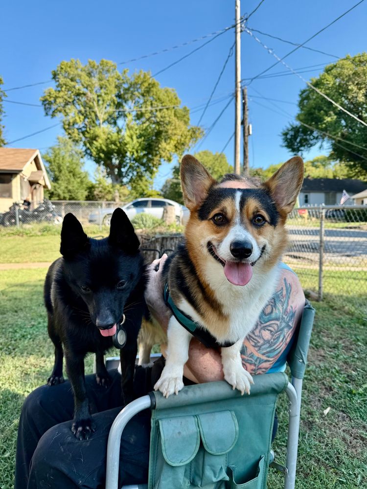 A corgi named Mac is standing on the arm of a camping chair next to a schipperke named Lady Jane. 