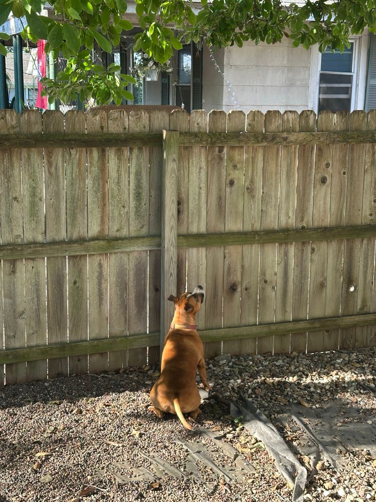 A pit bull is sitting by a fence staring at a squirrel in a nearby tree