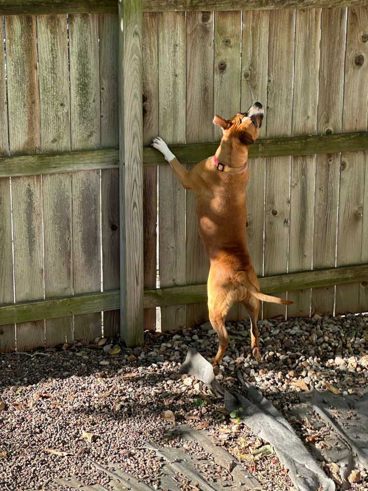 A pit bull is standing up on a fence trying to get at a squirrel in a nearby tree