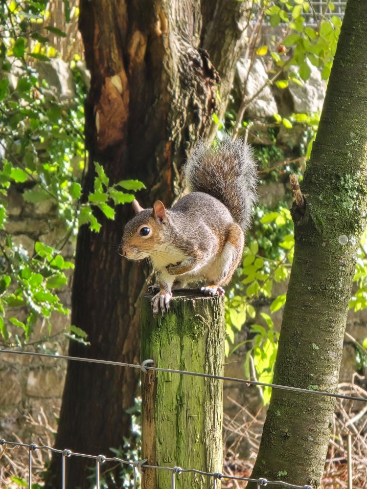 A grey squirrel. I don't care if it's not red it's still cute 