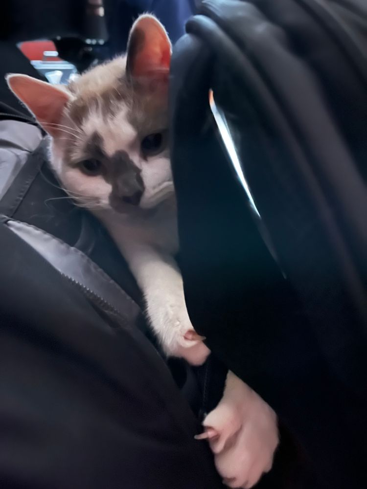 A playful Siamese mix cat is wedged between two black bags, eyes and ears in an attentive pose and claws out on the paws.