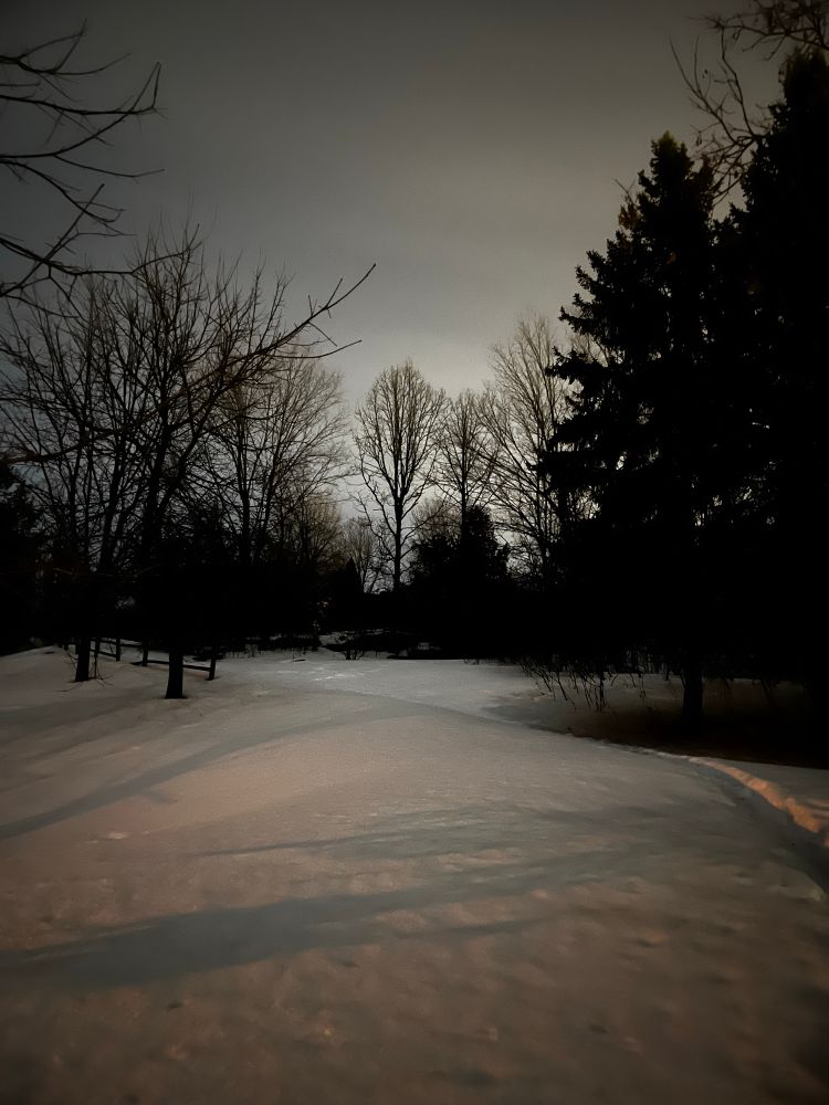A nighttime shot of dark leafless trees and spruce trees with a blanket of snow throughout.