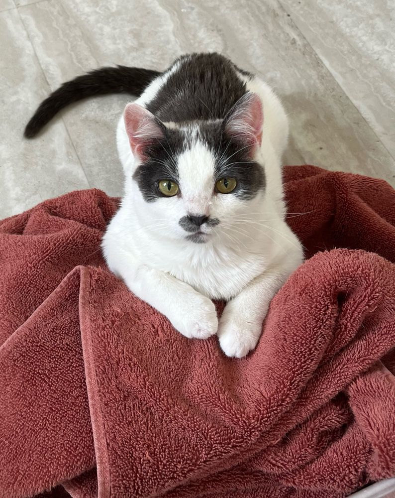 A grey and white tuxedo kitten looks at the camera, comfortably laying on a red-pink towel. Grey vinyl flooring is visible in the background.