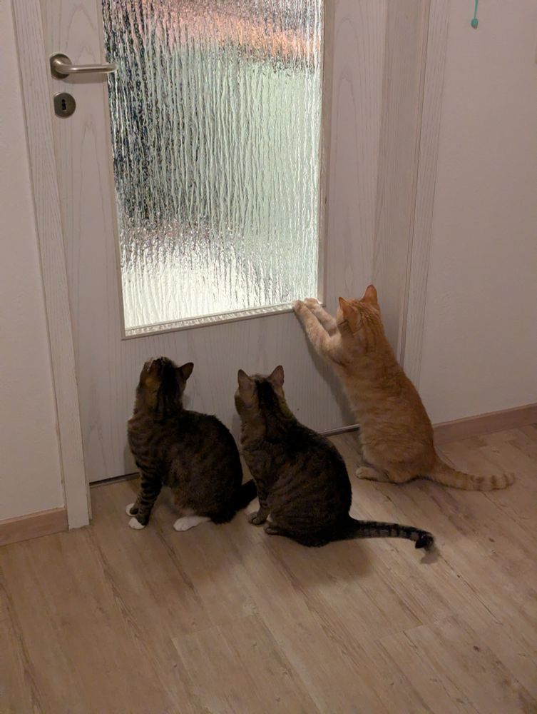 Ein Foto von 3 Katzen vor einer verschlossenen Tür mit einem Ornamentglasfenster, durch das man nur verschwommen sieht, dass dahinter Licht ist. Die Katzen sitzen erwartungsvoll mit Blick zur Tür, eine hat ihre Vorderpfoten an der Tür und sitzt fast aufrecht.