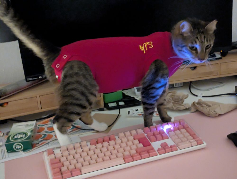Eine grau-getigerte Katze trägt einen roten Body und steht auf einem Schreibtisch mit einer rosa Tastatur.