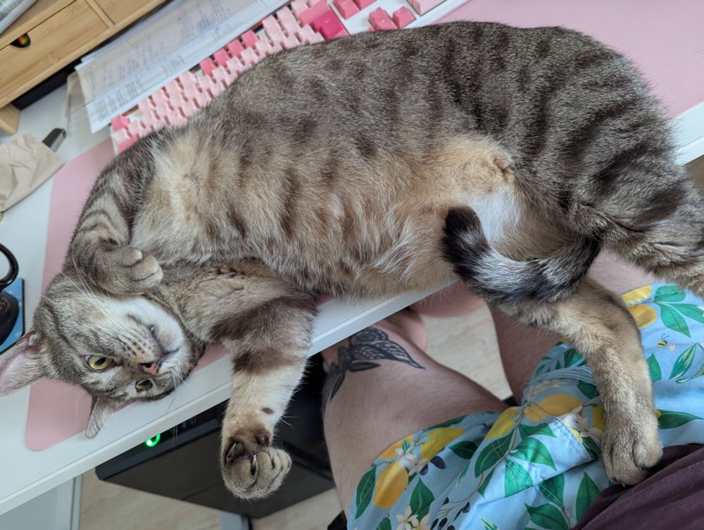 Eine grau getigerte Katze liegt Bauch voraus auf der Seite auf einem Schreibtisch, Beine in die Luft gestreckt. Der Blick geht ins Leere. Dahinter ist eine rosane Tastatur.