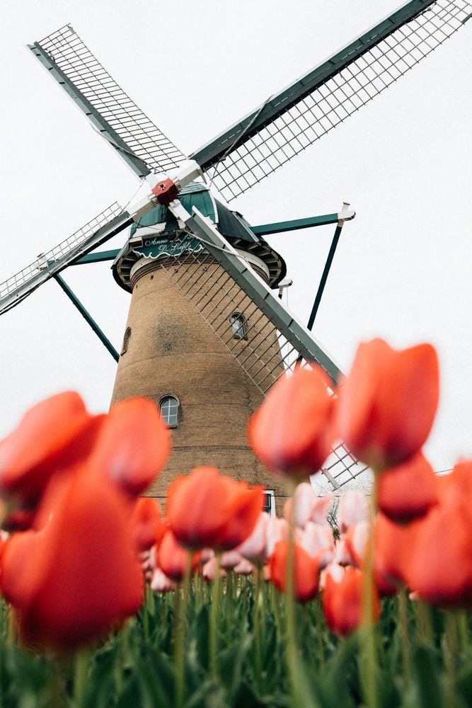 Windmill and tulips bloom in a scenic landscape.