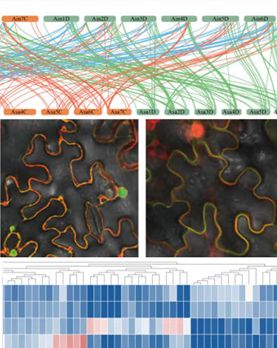 RLK genes in oats - genes, synteny, sub cellular localization and expression in salt stress