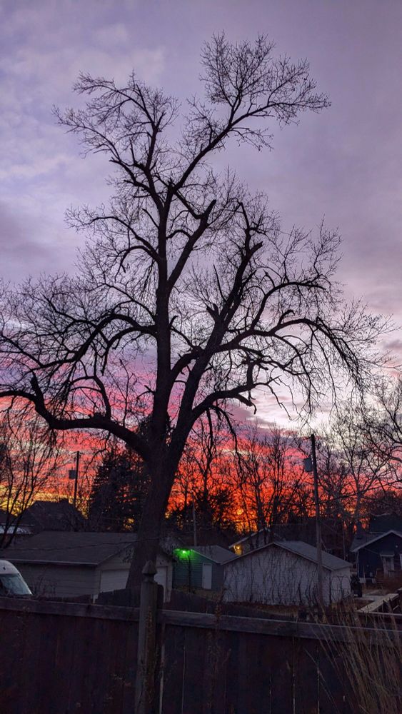 A tree silhouetted against an intensely colored sunset.