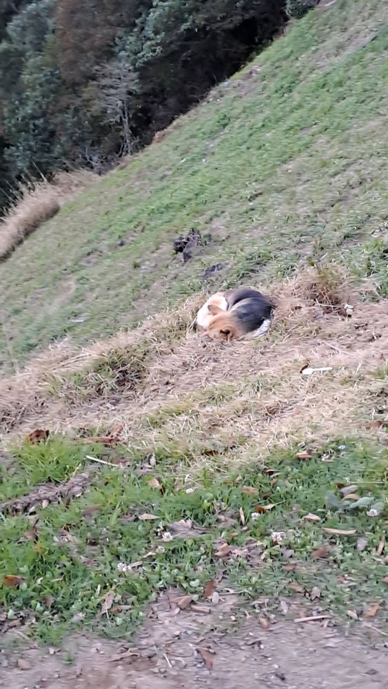 Perrito montañés en nidito de pasto