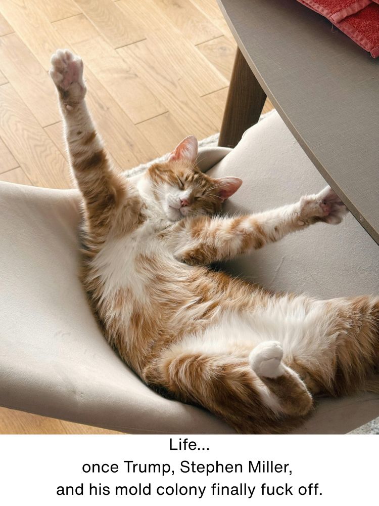 A cat stretching and fully extending its front legs while on its back. It has a serene, closed-eye expression.