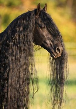 Black Friesian horse with long, flowing mane and forelock.

