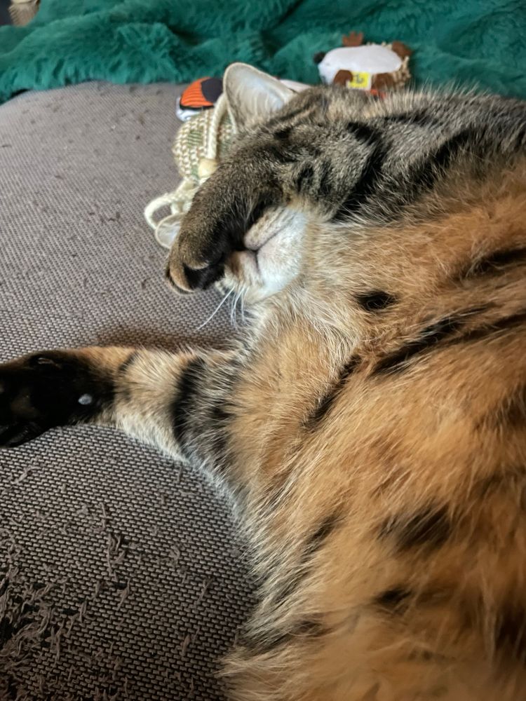 Sleepy tabby cat with her paw over her face. 