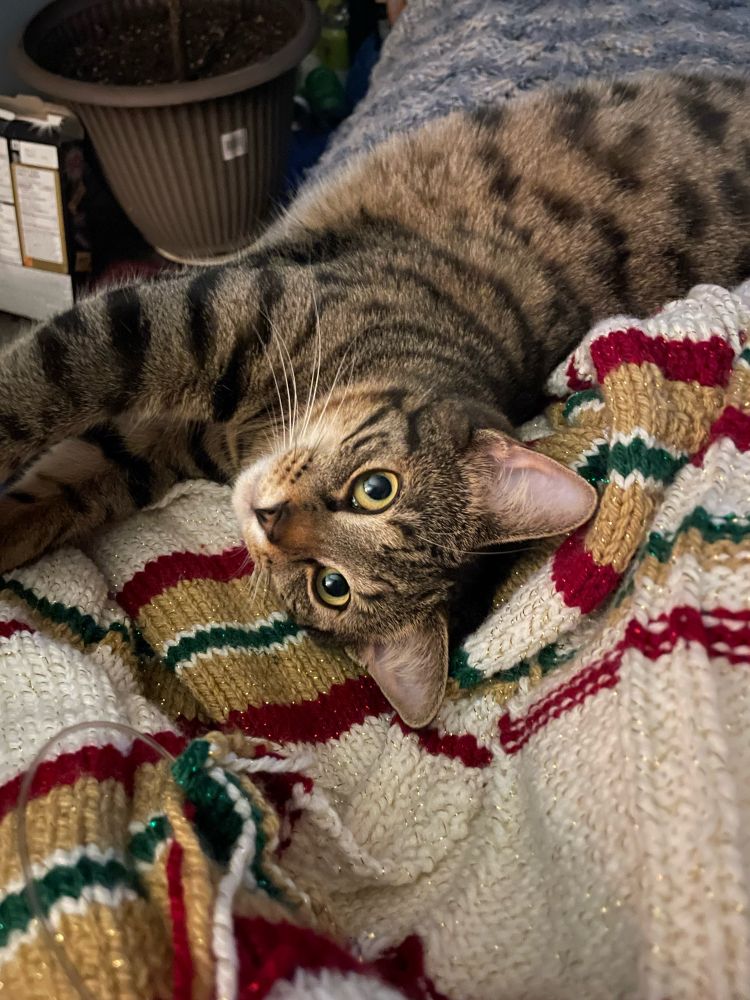 Tabby cat lying on a knitted blanket. The blanket is mostly white with stripes of red, green, and a Burbury style dark beige. 