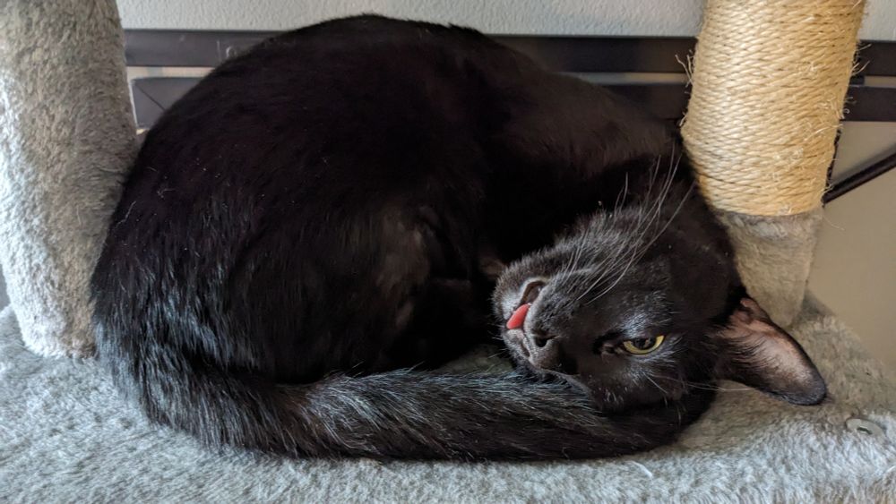A black cat lying in a circular shape on a cat tree with his tongue poking out.