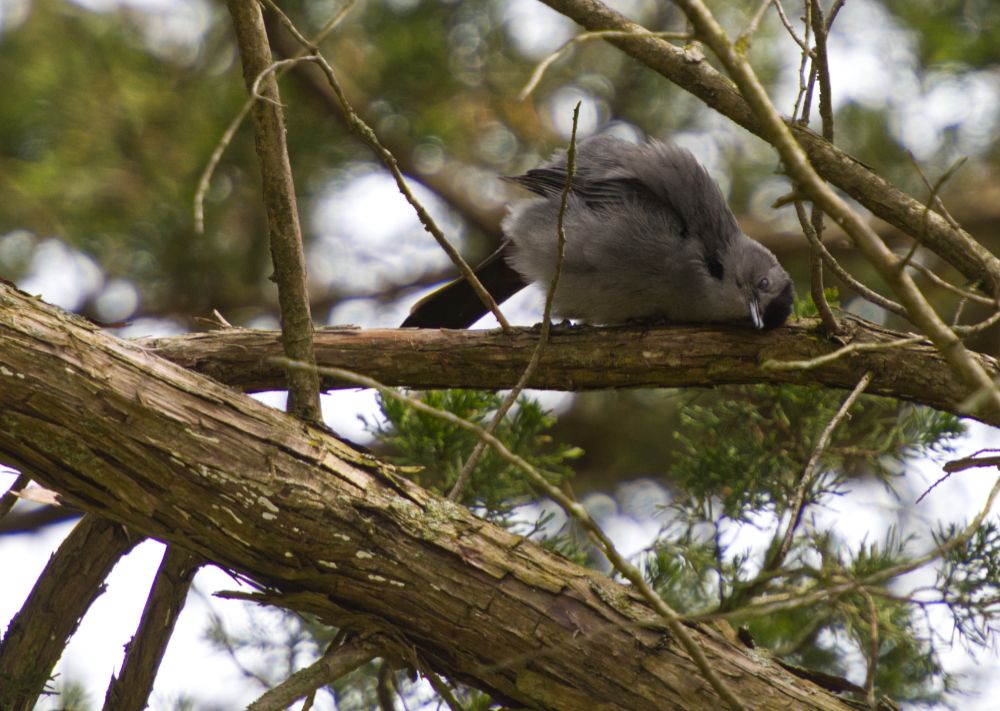 A gray catbird in a tree, rubbing its cheek against a branch. 