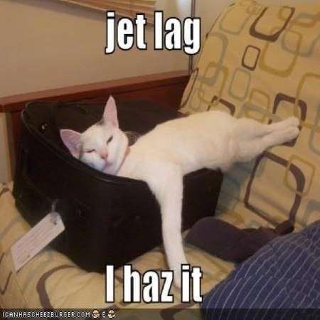 Image of a white cat crashed out in a suitcase. Captioned "Jet lag, I haz it."
