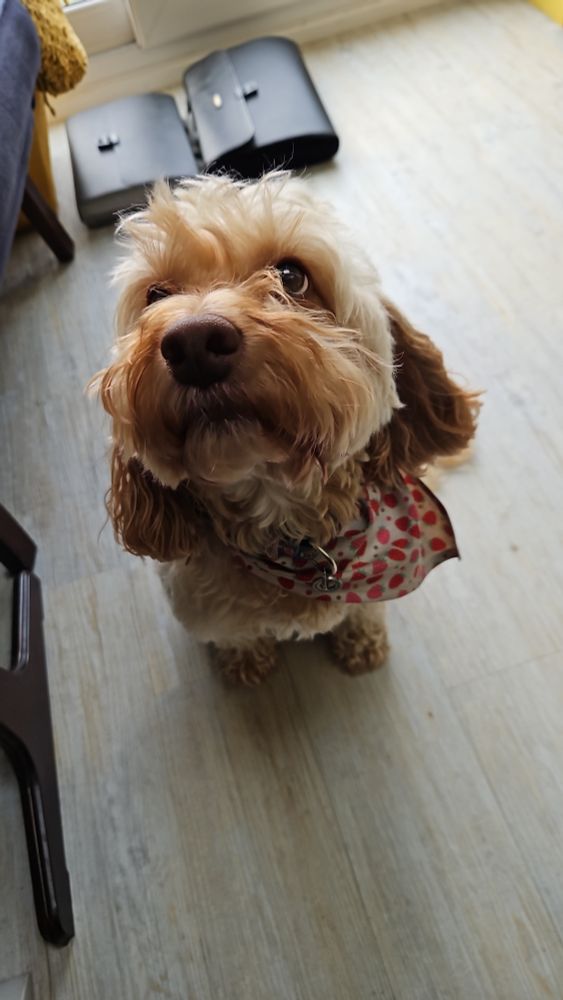 My favourite photo. A close up of Dascha the cocapoo wearing a strawberry printed bandana. 