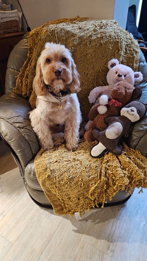 Dascha the cocapoo with 3 of his favourite teddies. He is sitting proudly, wearing a cream bandana on his favourite beige leather chair.