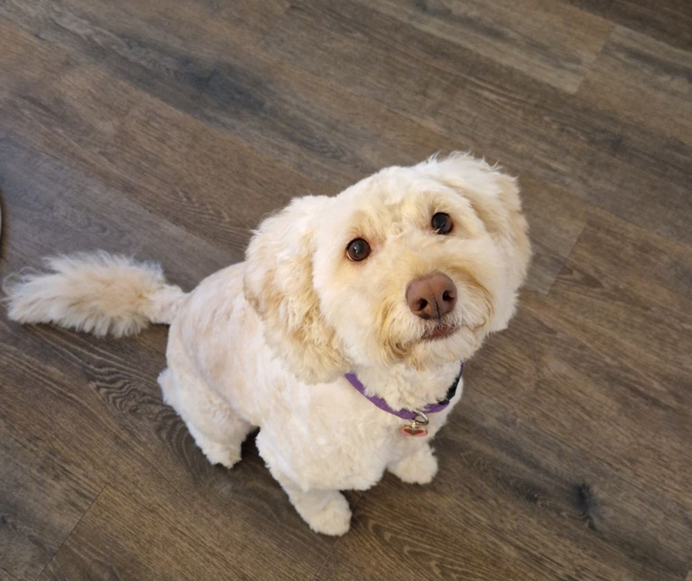 Small white dog looking innocently at the camera when she has half a pack of stolen butter in her belly.