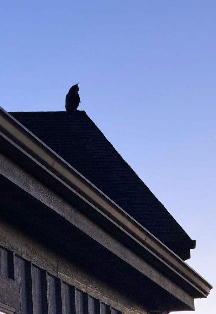 Great horned owl sitting on the very tip of a 25’ high roof, silhouetted against the early morning sky, the sun just about to breach the horizon 