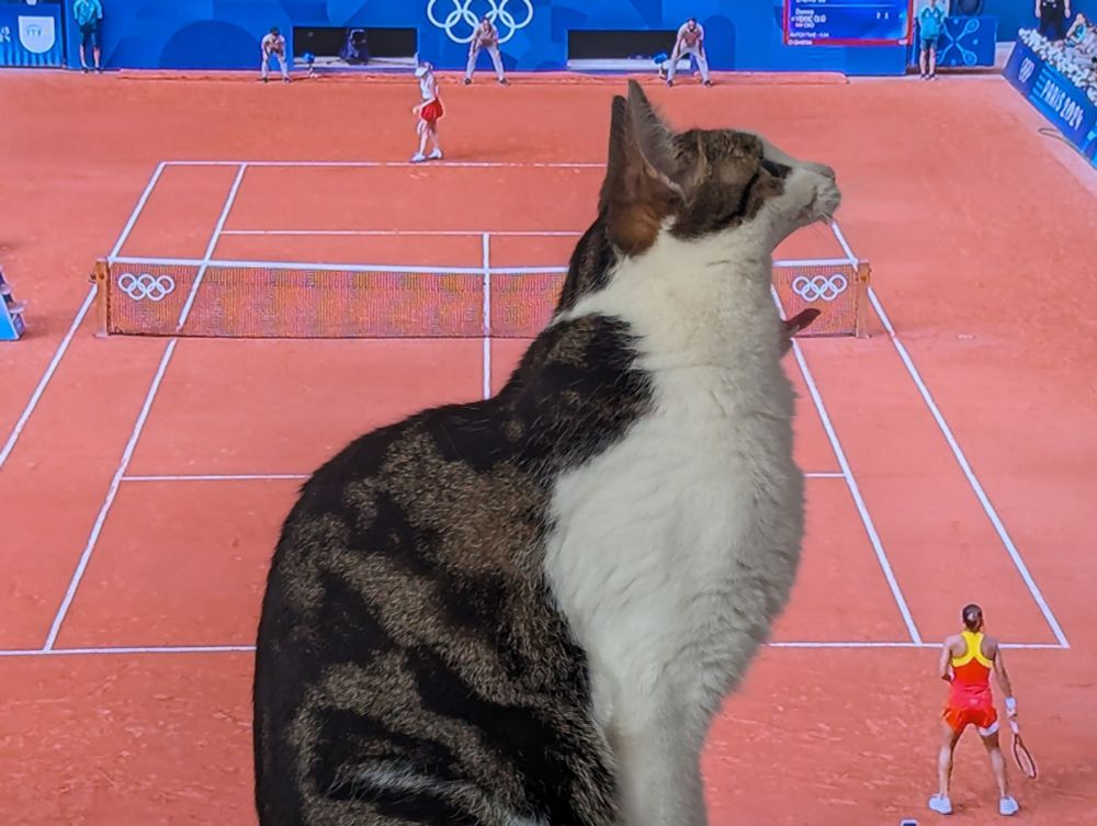 Cat appears giant in front of tennis on the TV 