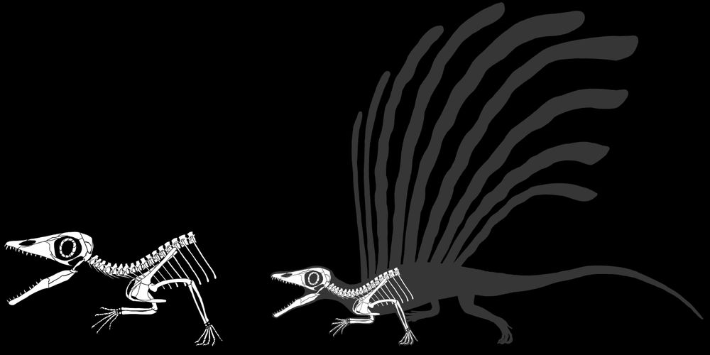Same skeleton, better rendered, with smaller gray insert showing the shapes, but not the correct SIZE, of the midline dermal "appendages." It's also correctly sprawling.