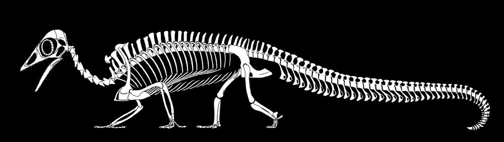 Skeletal reconsctruction of Megalancosaurus preonensis. Some silly things have been added (sternal ribs, complete shoulder girdle, abdominal ribs or gastralia). A right little "monkey lizard," no?