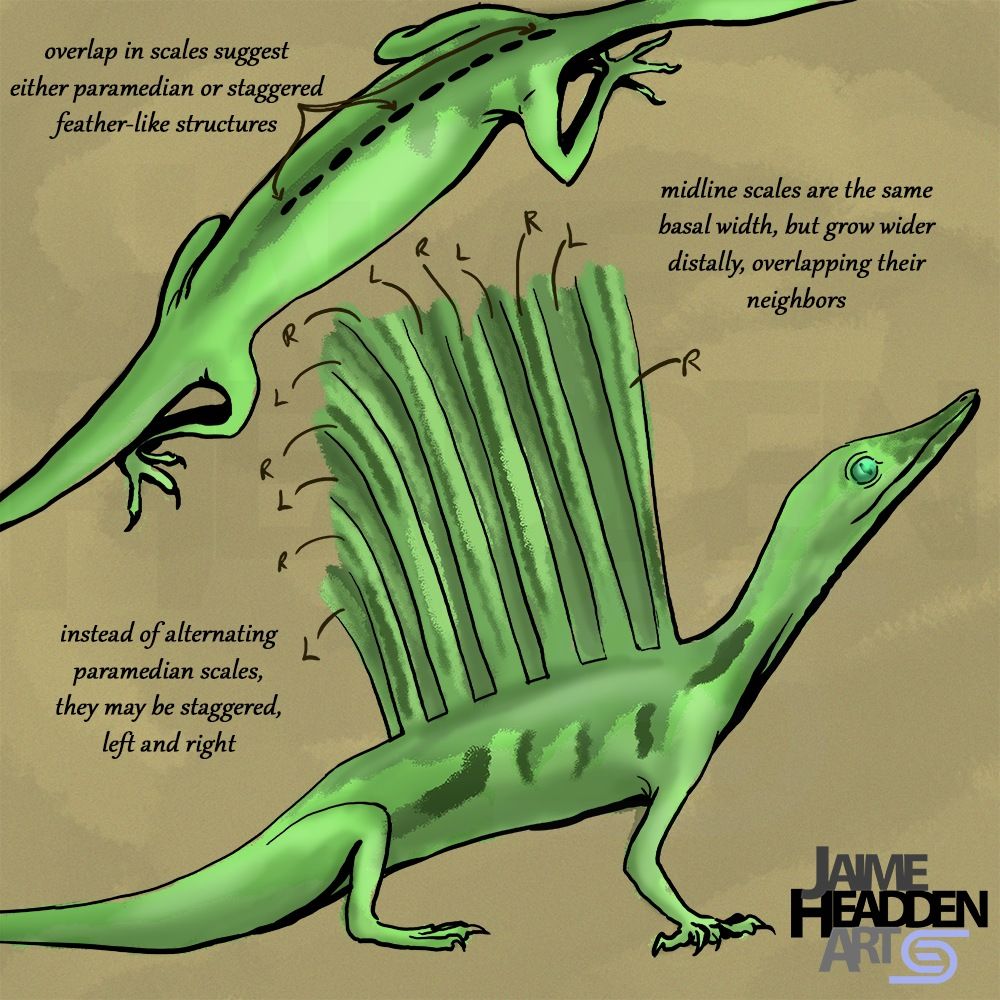 Life reconstruction in pastellish greens of Mirasaura grauvogeli, a longisquamid drepanosauromorph archosaur. Top left, dorsal view with midline scales shown in contrast, and the text: "Overlap in scales suggest either paramedian or staggered feather-like structures."

To the middle right, the text: "midline scales are the same basal width, but grow wider distally, overlapping their neighbors."
[Distally means towards the far end.]

A side-vew of the same animal with its head raised follows in the lower half of the image, facing right, squatting on its hips with is shoulders raised up along with its head. The feather-like midline scales are labeled, L for Left and R for Right, alternating.

The left ar bottom right reads: "instead of alternating paramedian scales, they may be staggered, left and right"

At bottommost right, my imprint. A watermark is present (faint, as it should be).