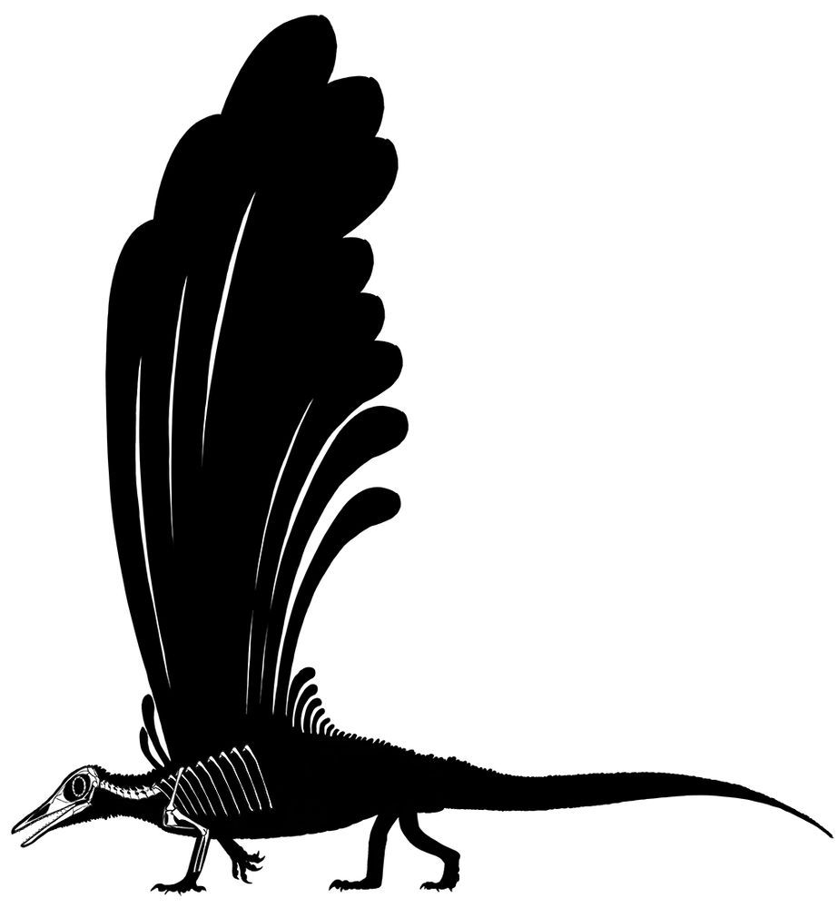 Third and most recent skeletal reconstruction, without scale or inset, of a reconstructed head after Mirasaura grauvogeli. Body is now longer and more drepanosaur-like.