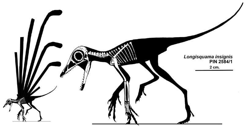 Skeletal reconstruction of the small saurian Longisquama insignis, with a smaller version showing the size and extent of impressions of midline dermal "appendages," likened to "plumes."