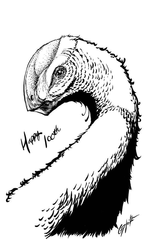 Ink illustration in digital medium (ipad sketchbook) of an Oviraptor philoceratops looking left over its shoulder.