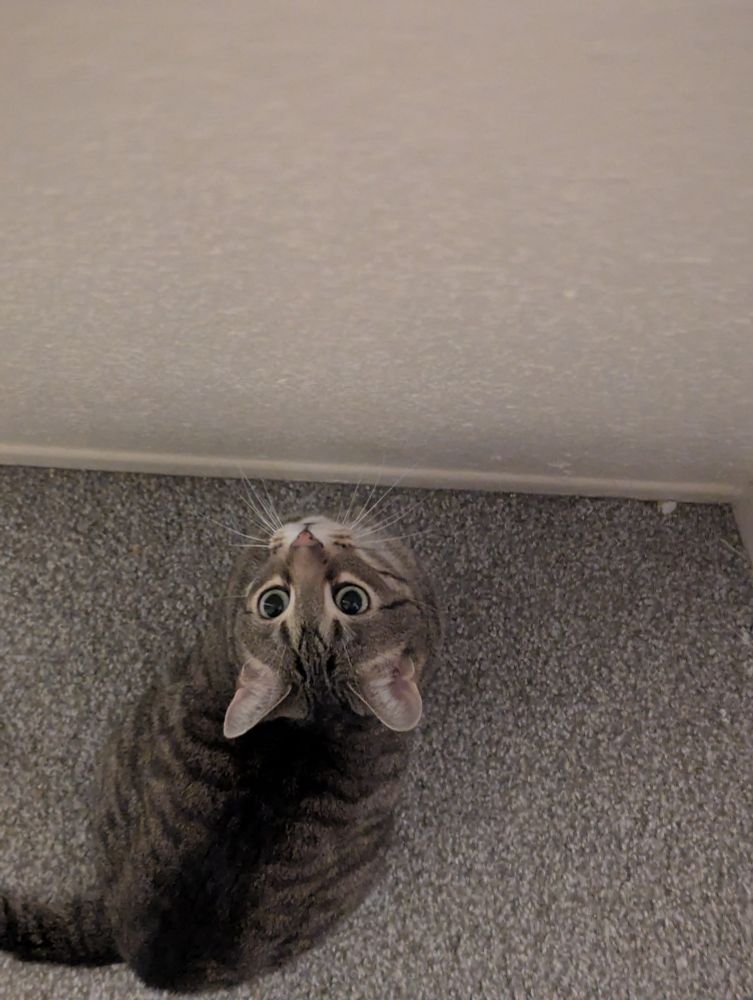 the kitty cat sits