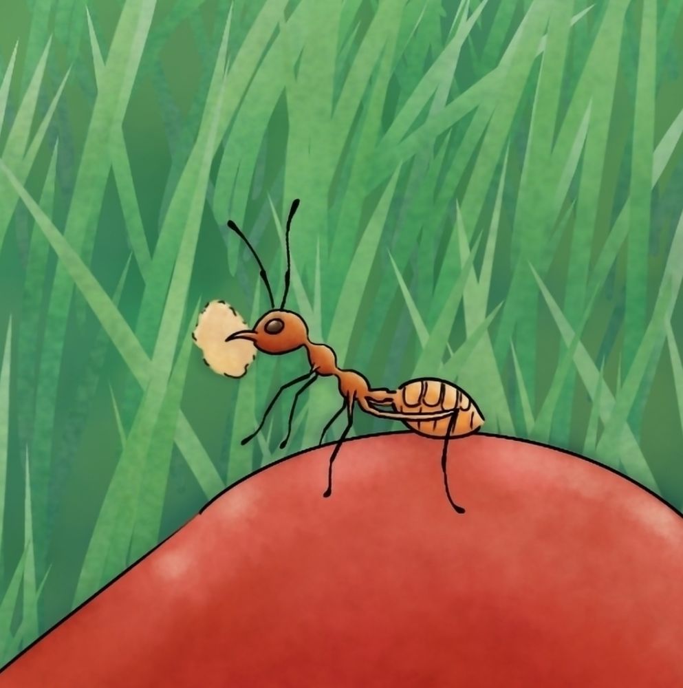 A close up of the ant from the other image in the post. It is an Asian Weaver Ant holding a piece of the apple it's standing on. 