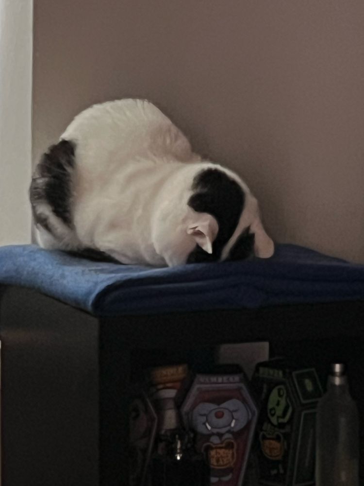our cat bean sleeping with her face down