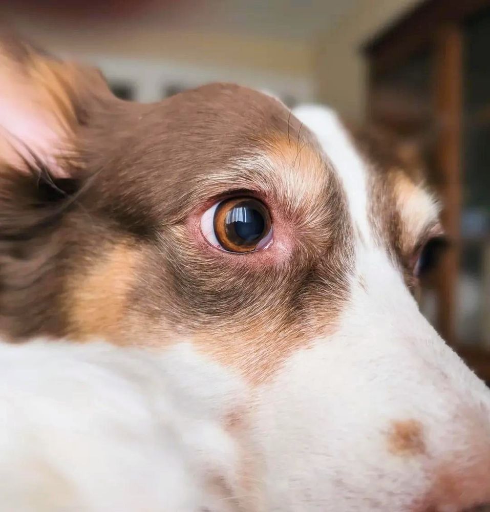 A close-up face photo of a Corgi hound mix. She has brown, tan,  and white markings and expensive brown eyes. 