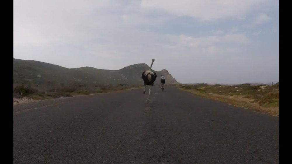 Cyclists chased by an ostrich. The funniest thing you'll see today