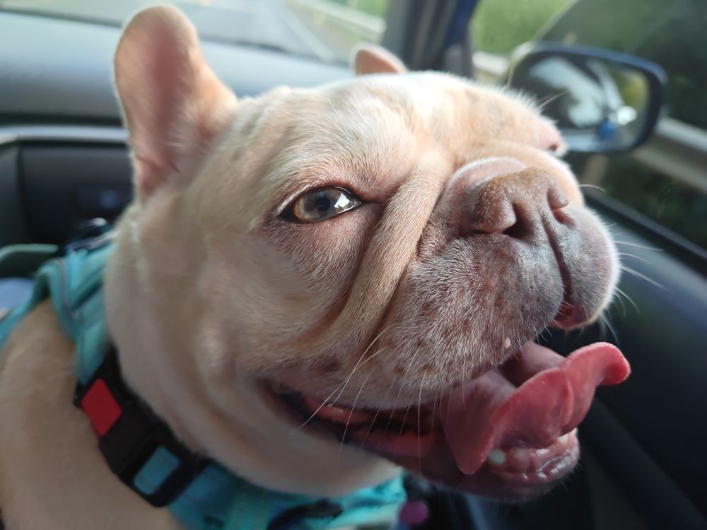 My french bulldog, Kimber, looking towards the camera with an extremely vacant expression. Nary a thought betwixt her skull.