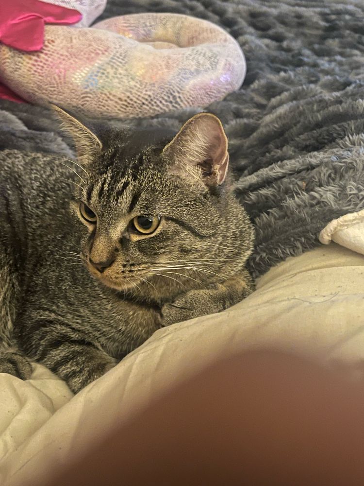 Black and gray Tabby cat, sitting down and facing away from camera, laying between a gray colored throw blanket and a white comforter 
