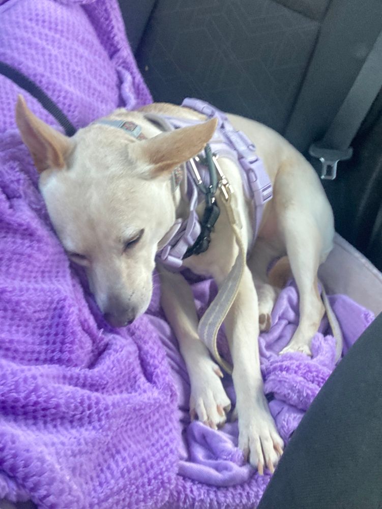 photo of a very sleepy dog (lemonade) in a car.