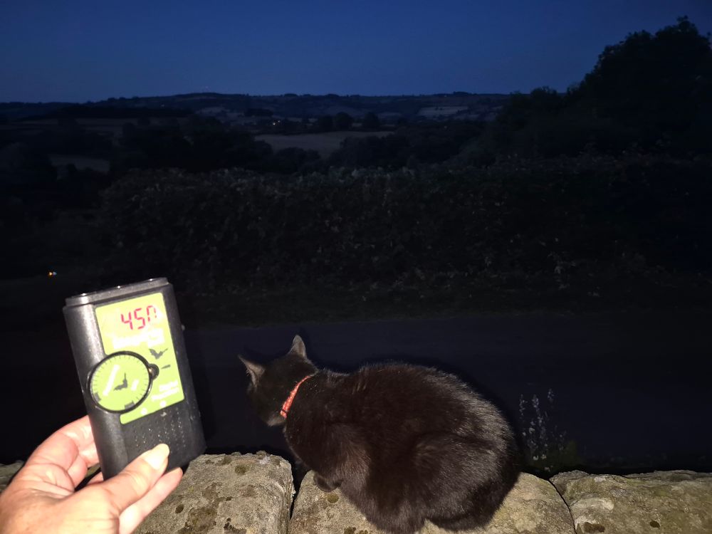 At dusk cat on wall, next to bat detector