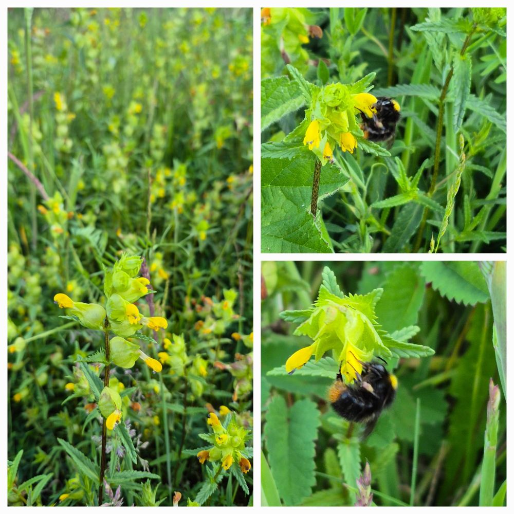 Collage of 3 pics of yellow rattle flowers, 2 with bees on