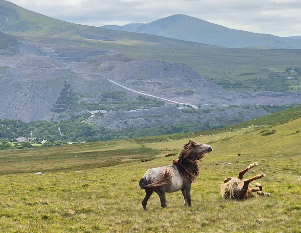Wild Welsh ponies ...one rolling, one with long mane and tail blowing..in front of Bethesda quarry