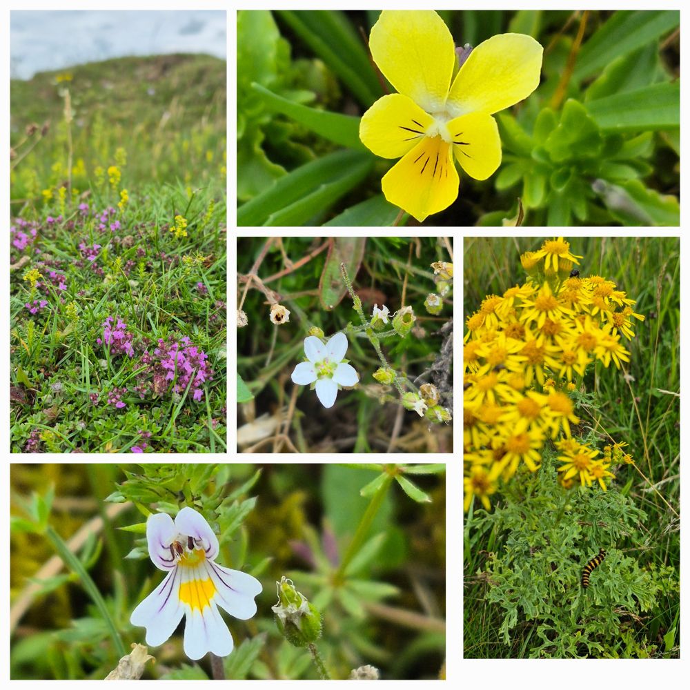Collage of hillside, yellow Alpine pansies, Spring sandworm, caterpillar on ragwort and eyebright 