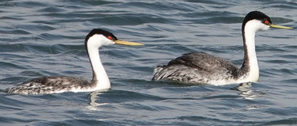 Pair of black and white, long-necked diving birds with pointed, yellow-green bills, that of the male (left) longer and heavier than that of the female (right).
