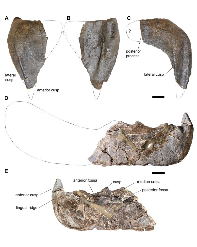 Upper (labeled A to C) and lower (D and E) portions of a blade-like Elmosteus jaw. Certain features like cusps of the teeth are labeled.